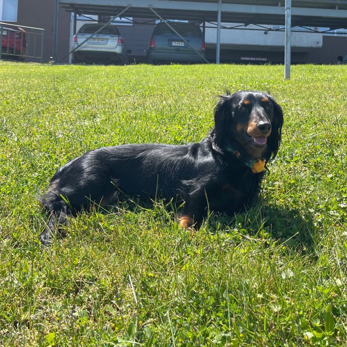 Panchito, foto 9